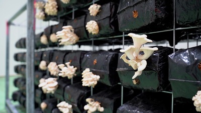 Image of exotic mushrooms growing on a vertical wall inside the Epicurean Food Group mushroom facility.