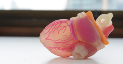 Image of a 3D printed heart model