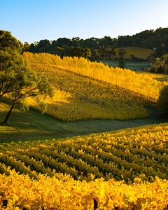 Image of South Australian vineyard in autumn